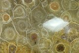 Polished Fossil Coral (Actinocyathus) - Morocco #136298-1
